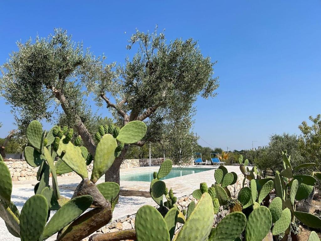 Casa Giuliveto - Charmantes Ferienhaus Mit Privatpool In Olivenhain Ostuni Exterior foto